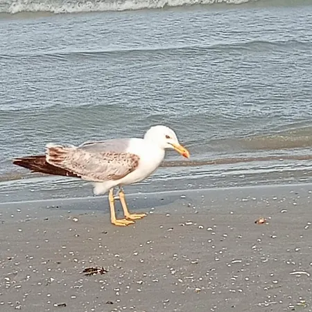 Giulia By Sea View Luxury Appartement *